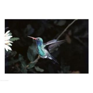 PVT/Superstock SAL3803476915 Broad Billed Hummingbird  24 x 18  Poster Print