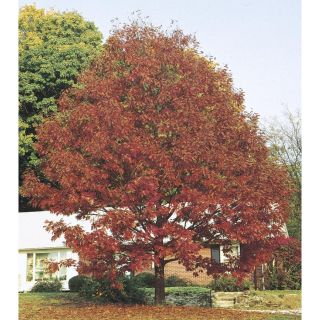 3.74 Gallon Northern Red Oak (L4574)