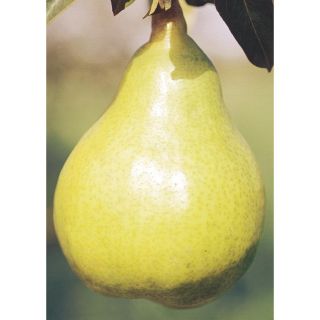 12.68 Gallon Bartlett Pear Tree (L1386)