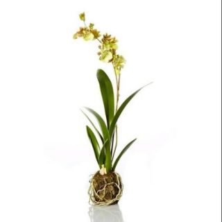 16.5" Decorative Artificial Green Silk Odontoglossum Orchid Drop Plant