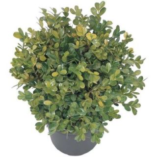 Japanese Boxwood 1GJAPBOX