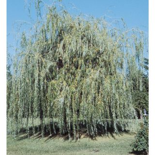 3.74 Gallon Niobe Weeping Willow (L4599)