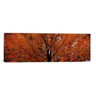 iCanvas Panoramic Maple Tree in Autumn, Vermont Photographic Print on Canvas