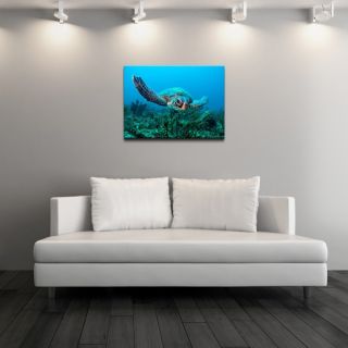 Chris Doherty Turtle Gallery wrapped Canvas Art   15534903