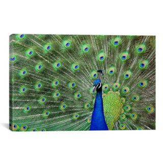 iCanvas Photography Peacock Feathers Graphic Art on Canvas