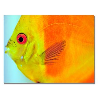 Kurt Shaffer Tropical Fish Close Up Canvas Art   Shopping