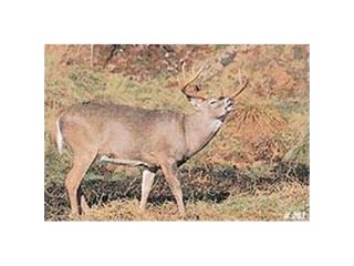 Delta Sports Products 7489 No. 203 Whitetail Deer Target