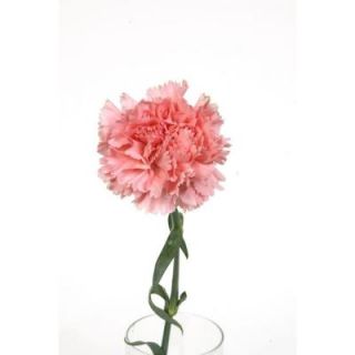 Globalrose Pink Carnations (200 Stems) Includes  pink carnations 200