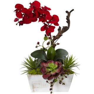 Seasonal Orchid and Succulent Garden Wash Planter