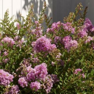 Southern Living Plant Collection 2 Gal. Early Bird Lavender Crape Myrtle 37662