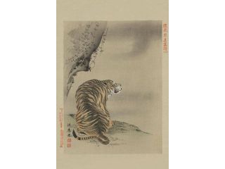 Buy Enlarge 0 587 23608 6C12X18 Tiger  Canvas Size C12X18