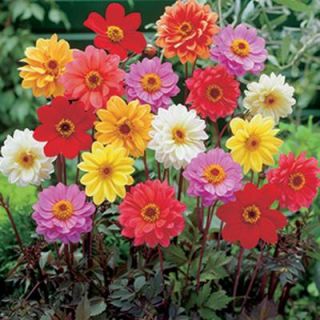 Dahlia Bronze Leaf Mixed (Pack of 8 Dormant Tubers) DISCONTINUED 70322