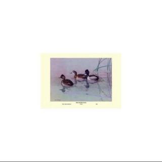 Ring Necked Duck Print (Canvas 12x18)