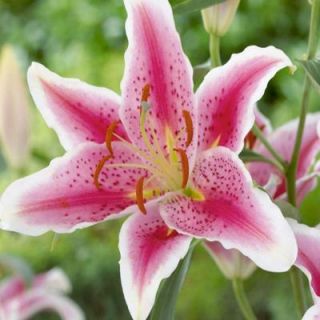 Longfield Gardens Lily Oriental Stargazer Flowering Bulb (5 Pack) 20000066