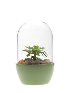 Large Dome Terrarium  by 808 Home