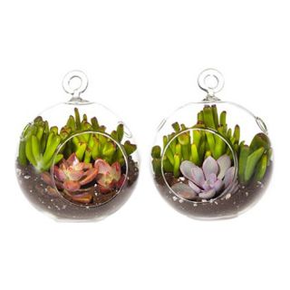 ShopSucculents 2 Piece Graptoveria Debbie Succulent Hanging Plant in