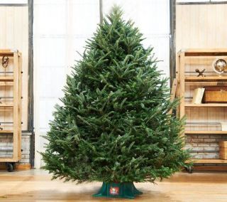 Del. Week 11/25 Plow & Hearth Fresh Cut 7.5 Frasier Fir Christmas Tree —