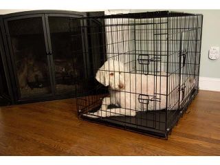 Iconic Pet 92140 Foldable Double Door Pet Dog Cat Training Crate with Divider